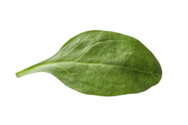 Bir taze ıspanak yaprağı beyaza izole edilmiş.