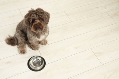 Tatlı Maltipoo köpeği ve kasesi yerde, mesaj için yer var. Sevimli hayvan