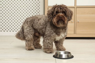 Şirin Maltipoo köpeği ve evdeki kasesi. Sevimli hayvan