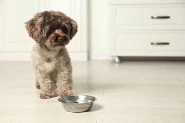 Mutfakta yemek kasesinin yanında tatlı Maltipoo köpeği, mesaj için yer var. Sevimli hayvan