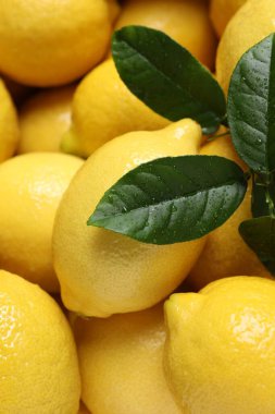 Arka plan olarak taze limonlar ve yeşil yapraklar, yakın plan