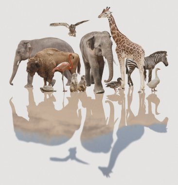 Double exposure of different wild animals and desert clipart