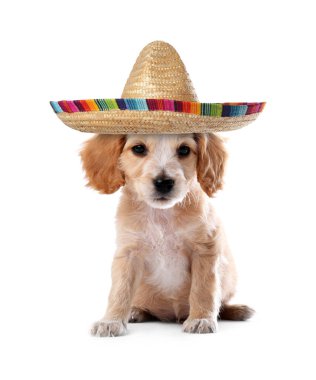 Beyaz arka planda sombrero 'su olan şirin bir köpek yavrusu.
