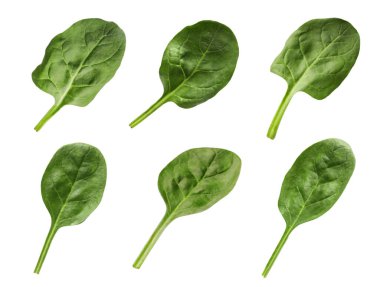 Taze ıspanak yaprakları beyaz üzerine izole edilmiş.