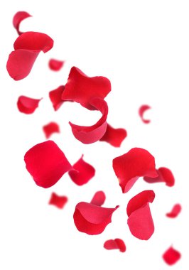 Beyaz arka planda uçan güzel gül yaprakları