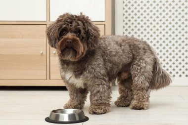 Şirin Maltipoo köpeği ve evdeki kasesi. Sevimli hayvan