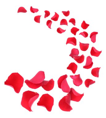 Beyaz arka planda uçan güzel gül yaprakları