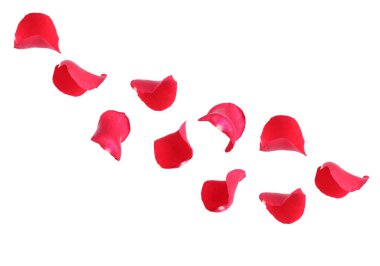 Beyaz arka planda uçan güzel gül yaprakları