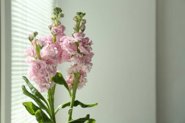 Kapalı alanda güzel pembe çiçekler, metin için yer