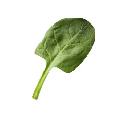 Bir taze ıspanak yaprağı beyaza izole edilmiş.