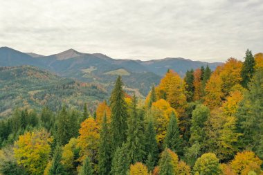 Sonbahar günü güzel dağ ormanlarının havadan görünüşü