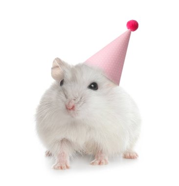 Beyaz arka planda parti şapkası olan şirin hamster.