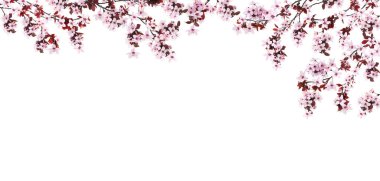 Bahar çiçekleri. Beyaz arka planda çiçekli ağaç dalları. Metin için alanı olan pankart tasarımı
