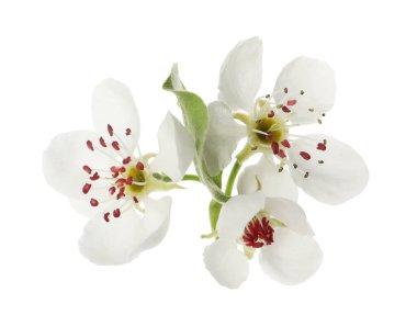 Beyaz arka planda çiçek açan armut ağacının güzel çiçekleri