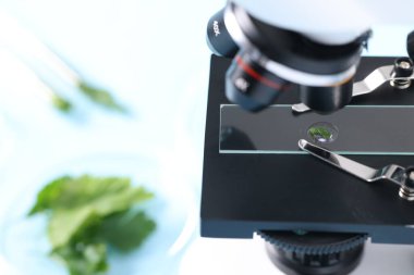 Yemek kalitesi kontrolü. Maydanozlu cam kaydırağı mikroskop altında masada, yakın plan.