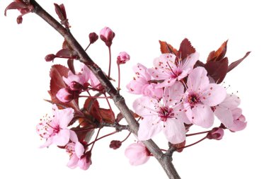 Bahar ağacı dalında beyaz renkte güzel çiçekler var.