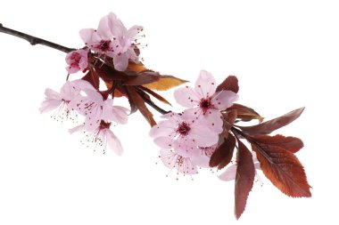 Bahar ağacı dalında beyaz renkte güzel çiçekler var.