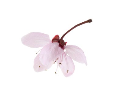 Güzel bahar ağacı, beyaz renkte soyutlanmış.