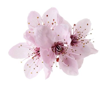 Güzel bahar ağaçları beyazlar üzerinde soyutlanır.