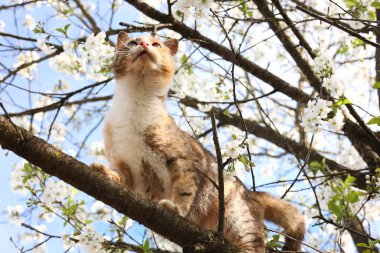 Açık havada çiçek açan bahar ağacında tatlı bir kedi.