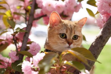 Çiçek açan bahar ağacı dallarının arasında sevimli bir kedi.