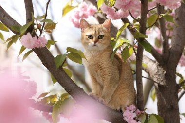 Bahar ağacı dalında güzel çiçekleri olan sevimli bir kedi.