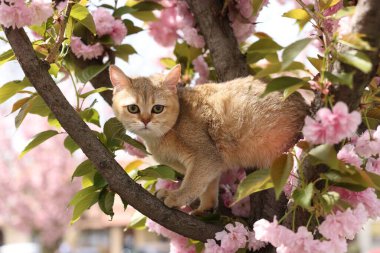 Açık havada çiçek açan bahar ağacında tatlı bir kedi.