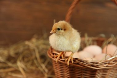 Bulanık arka planda sevimli piliç ve hasır sepet, mesaj için yer. Yavru hayvan