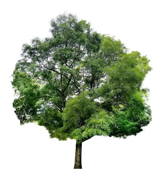 Beautiful Tree Green Leaves Isolated White Stock Picture