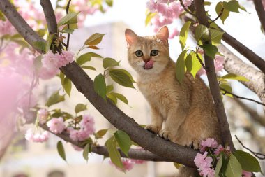 Bahar ağacı dalında güzel çiçekleri olan sevimli bir kedi.