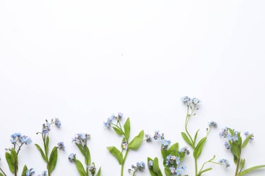 Beyaz arka planda güzel unutma beni çiçekleri, düz yatıyordu. Metin için boşluk