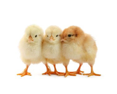 Beyaz tenli tatlı piliçler. Yavru hayvanlar