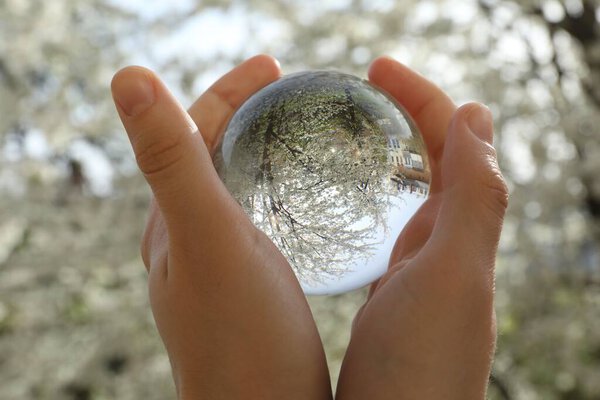 Beautiful tree with white blossoms outdoors, overturned reflection. Man holding crystal ball in spring garden, closeup