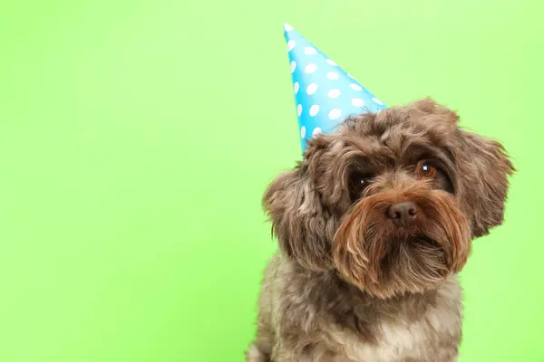 Cute Maltipoo Dog Wearing Party Hat Green Background Space Text Stock Picture