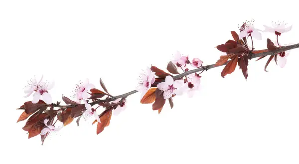 Spring Tree Branch Beautiful Blossoms Isolated White Royalty Free Stock Images