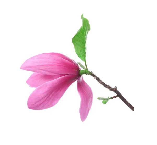 Gyönyörű Rózsaszín Magnólia Virág Elszigetelt Fehér Stock Kép
