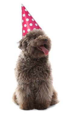 Beyaz arka planda parti şapkası olan şirin bir köpek.