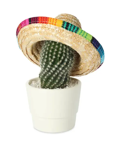 Cacto Com Chapéu Sombrero Mexicano Isolado Branco — Fotografia de Stock