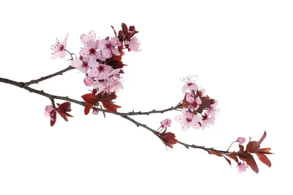 Våren Trädgren Med Vackra Blommor Isolerad Vitt — Stockfoto