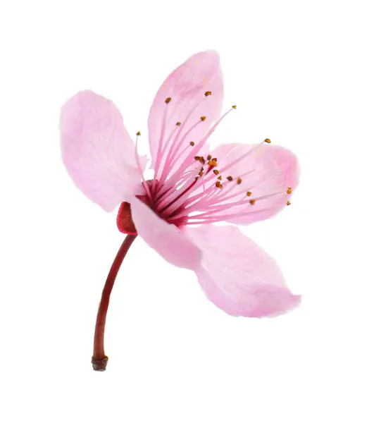 Vacker Vår Träd Blomma Isolerad Vit — Stockfoto