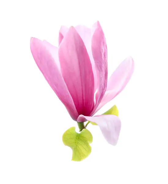 แมกโนเล ชมพ สวยงาม ดอกไม แยกจากส ขาว — ภาพถ่ายสต็อก