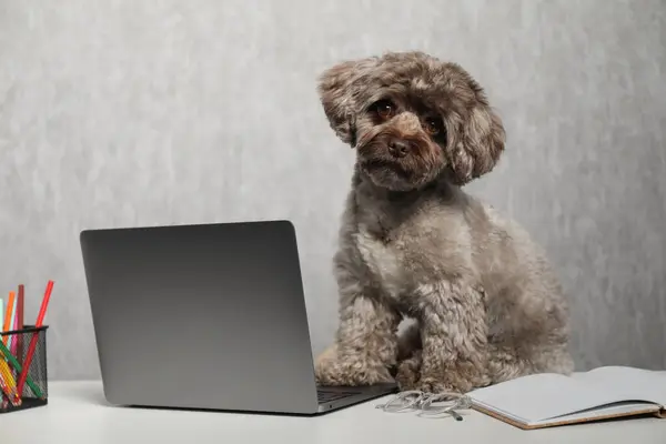 Cute Maltipoo dog on desk with laptop and stationery indoors