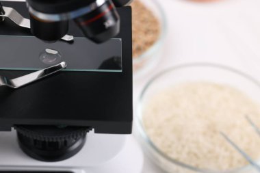 Yemek kalitesi kontrolü. Cam kaydırma, pirinç taneleri mikroskop altında masada, yakın plan.
