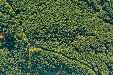 Güneşli bir günde yeşil ormanın havadan görünüşü. Drone fotoğrafçılığı
