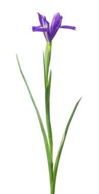 Güzel menekşe çiçekleri beyaza izole edilmiş.