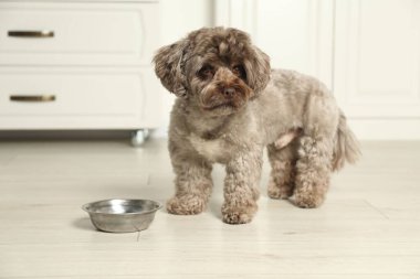Mutfakta yemek kasesinin yanında sevimli bir Maltipoo köpeği var. Sevimli hayvan