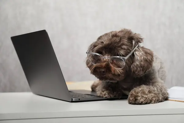 Cute Maltipoo dog with glasses on desk with laptop indoors