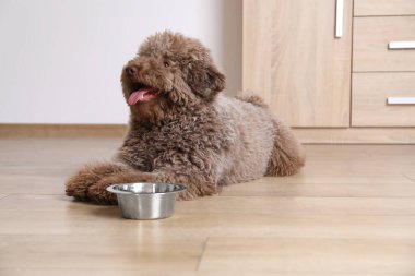 Evdeki yemek kasesinin yanında sevimli kaniş köpeği.