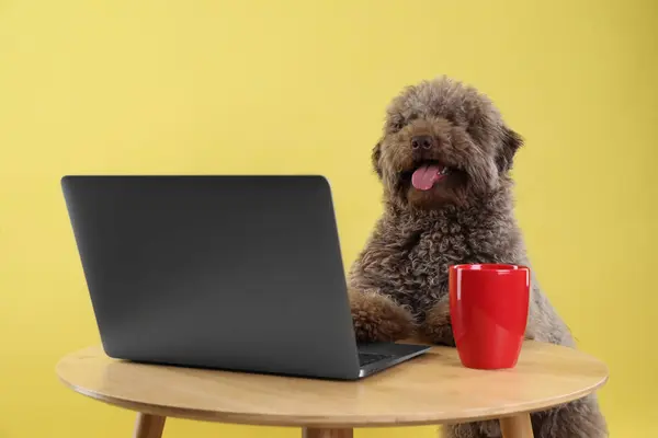 Cute Toy Poodle dog near laptop and cup on wooden table against yellow background