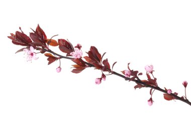 Bahar ağacı dalında beyaz renkte güzel çiçekler var.